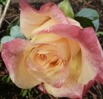 Wunderschöne Rose