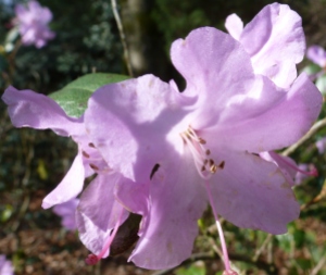 Rhododendron lila Blüte