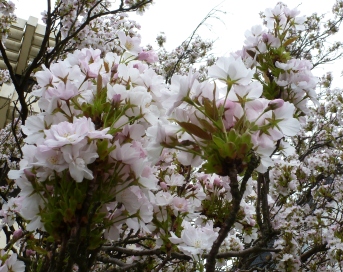 Weißer Rhododendronbusch