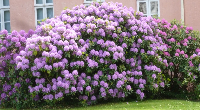 Rhododendronbusch im Park